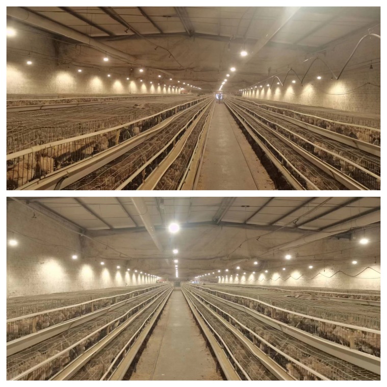 LED Poultry Lighting Design