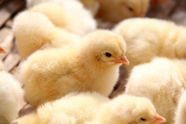 Is 24-hour light really good for raising chicks?