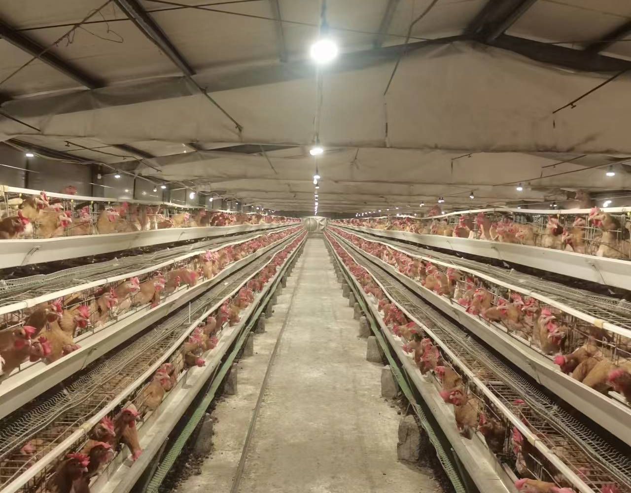 Gradual lighting in poultry houses is changing the future of poultry house lighting