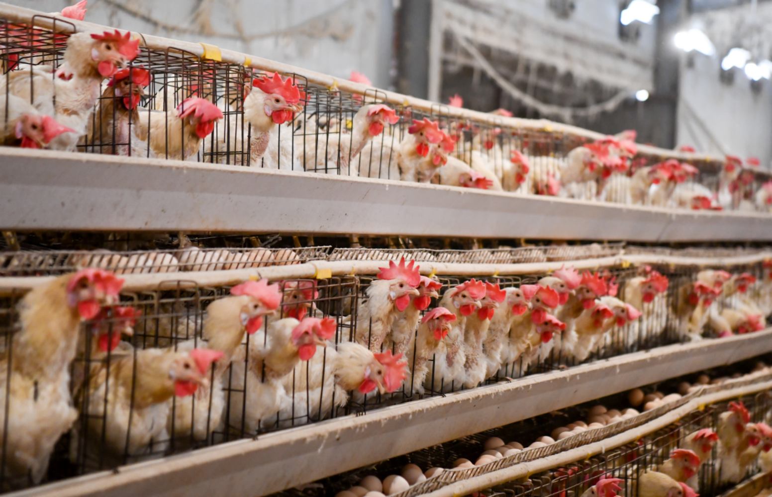 What are the benefits of fine dimming for poultry farming