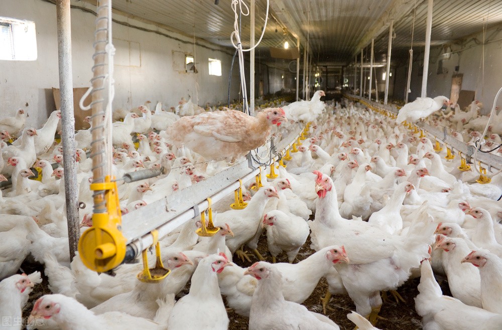 Large-scale farming: The future of modern broiler production